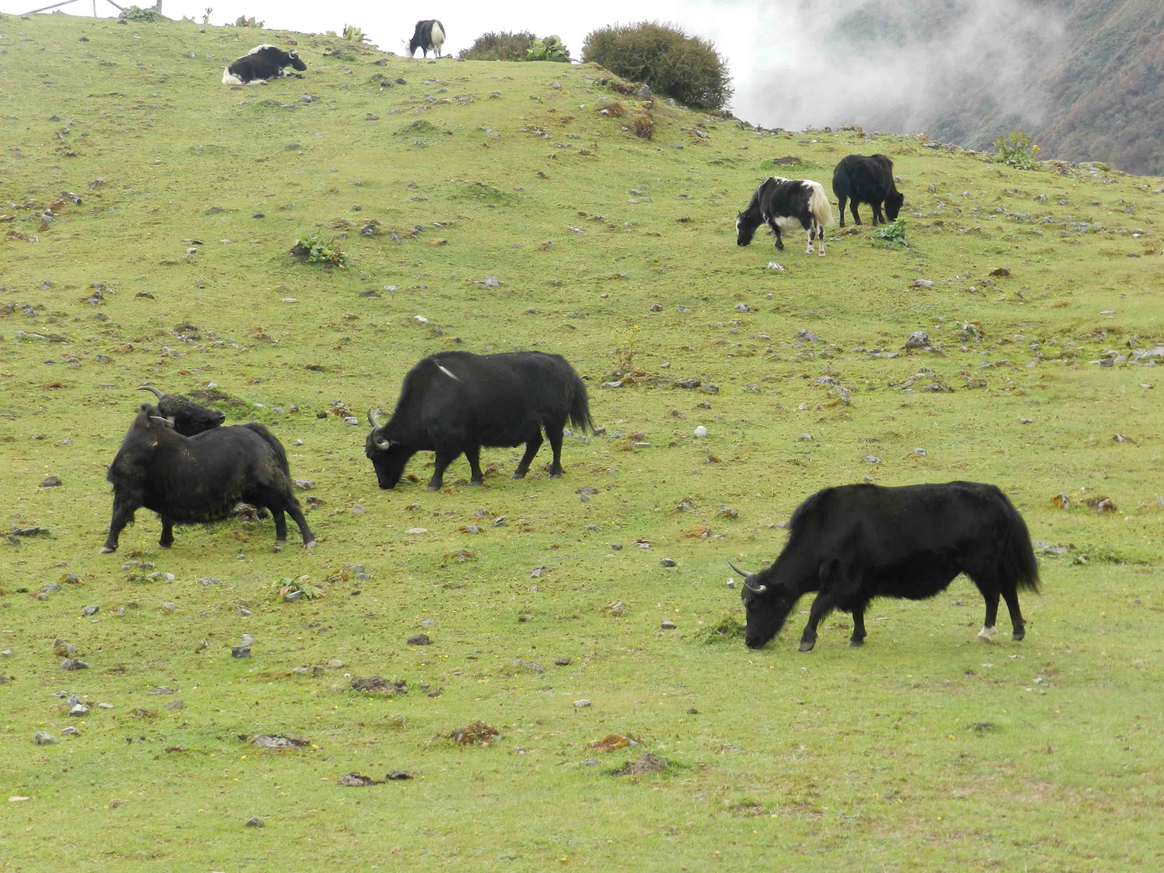 Overview of Overgrazing