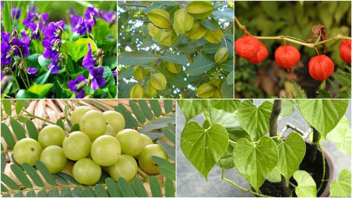Medicinal and Aromatic Plants