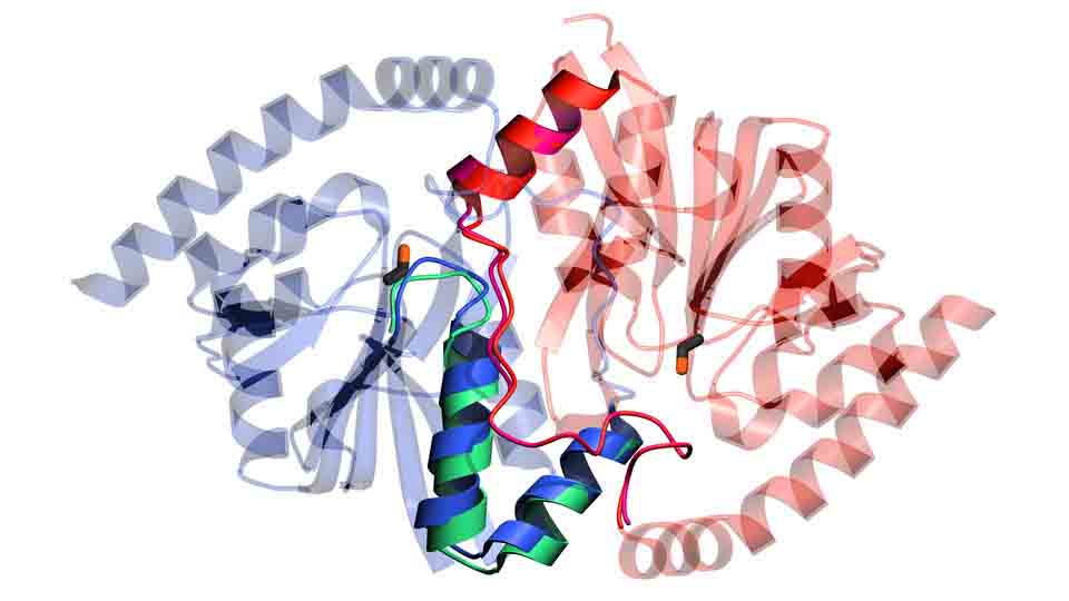 Enzymes