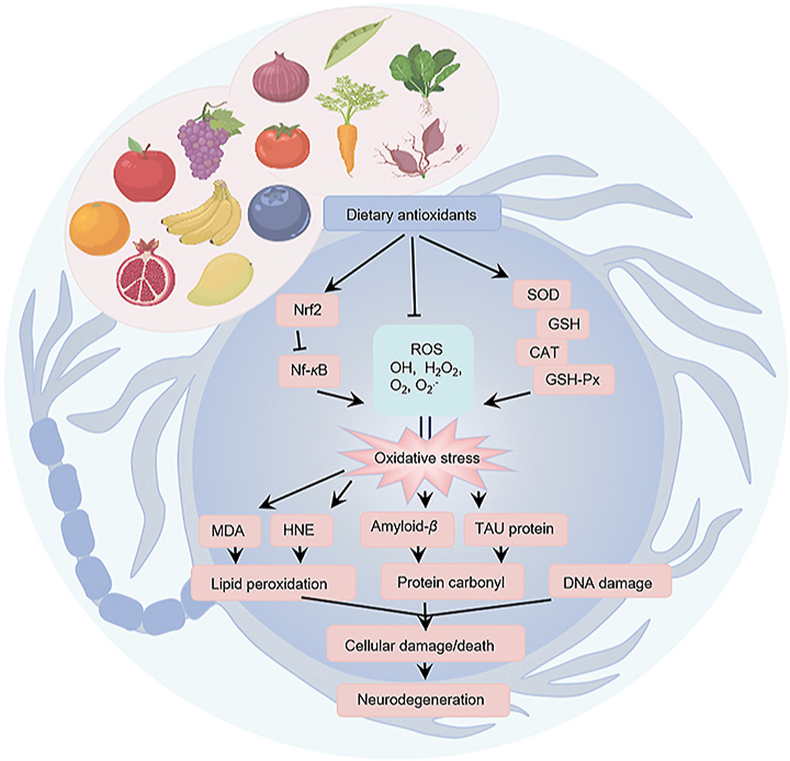 Biological Effects of Dietary Antioxidants