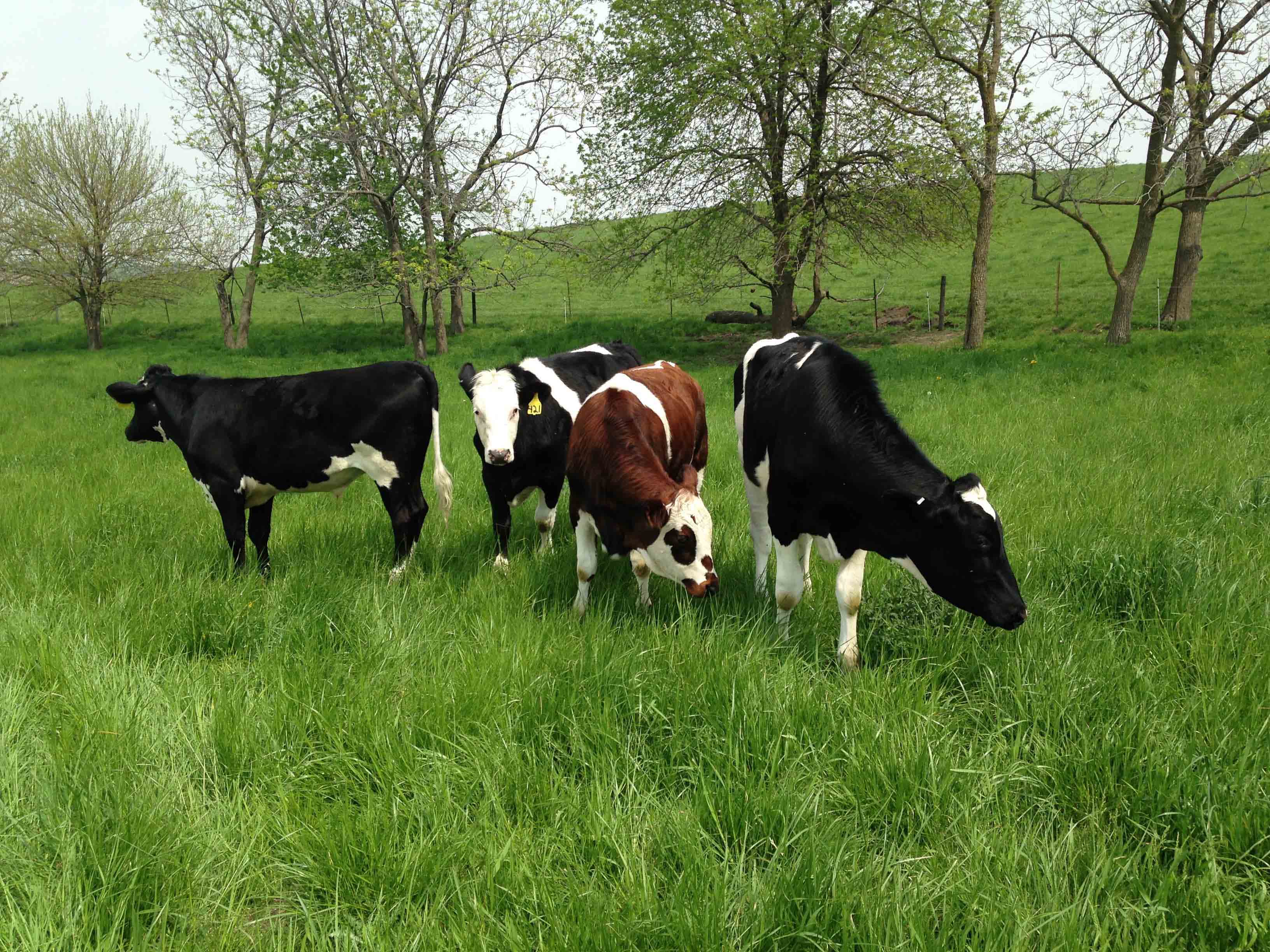 Organic Livestock Foods