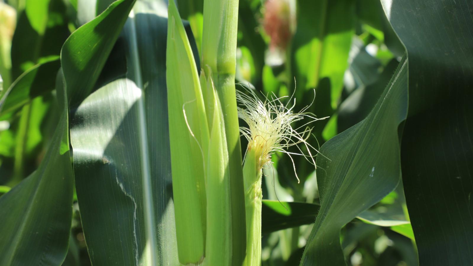 Plant Physiology