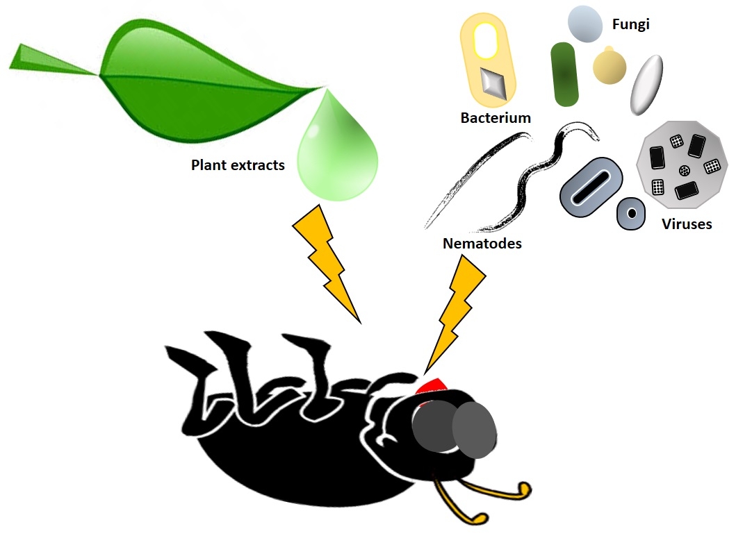 Plants of Botanical Pesticide