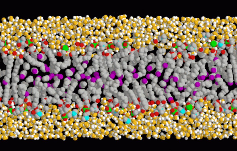 Membrane Biophysics