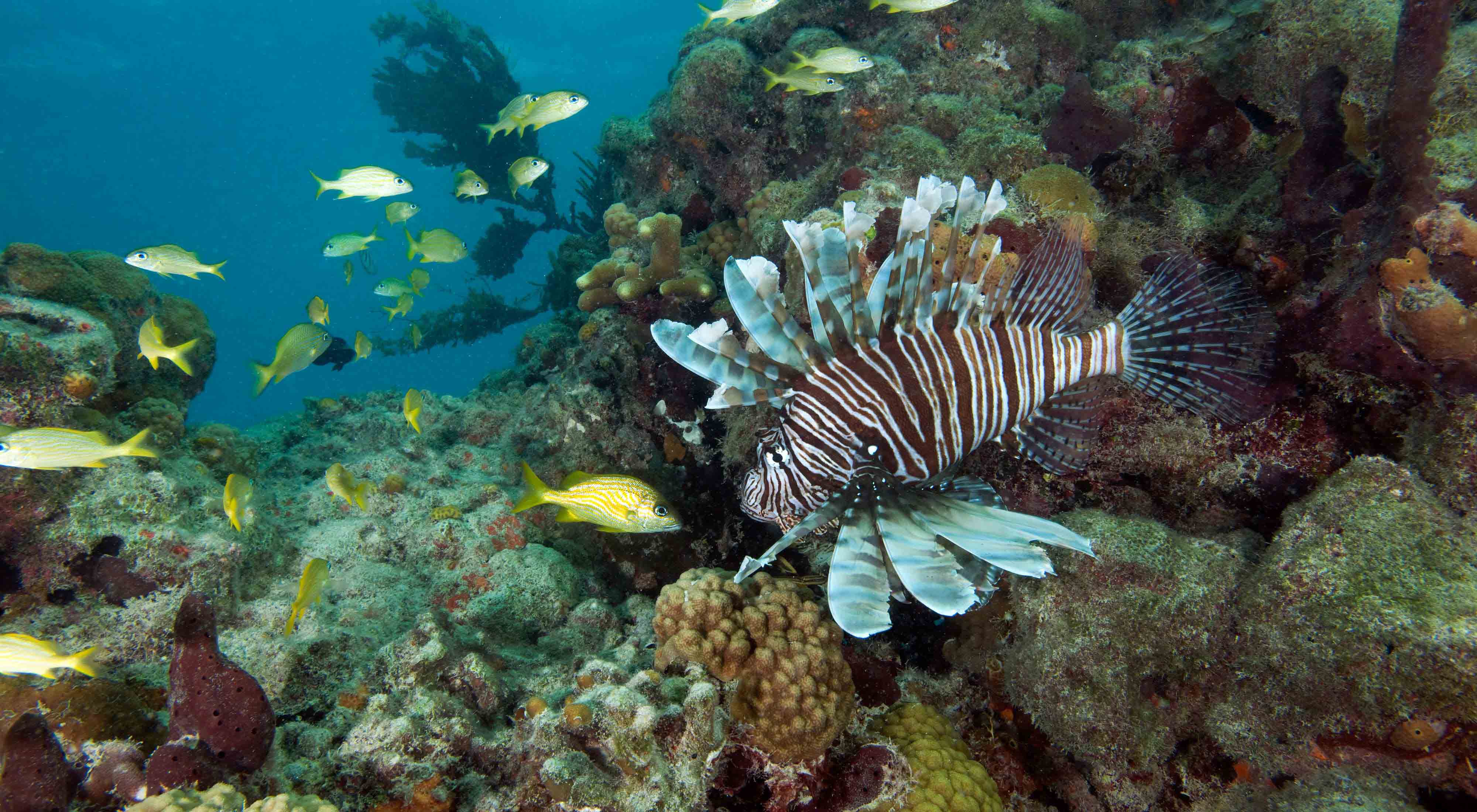 Introduction to Exotic Species, Epilogue