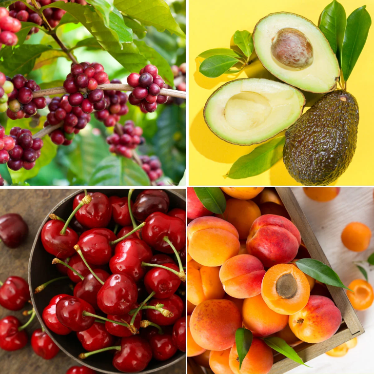 Minor Fruits