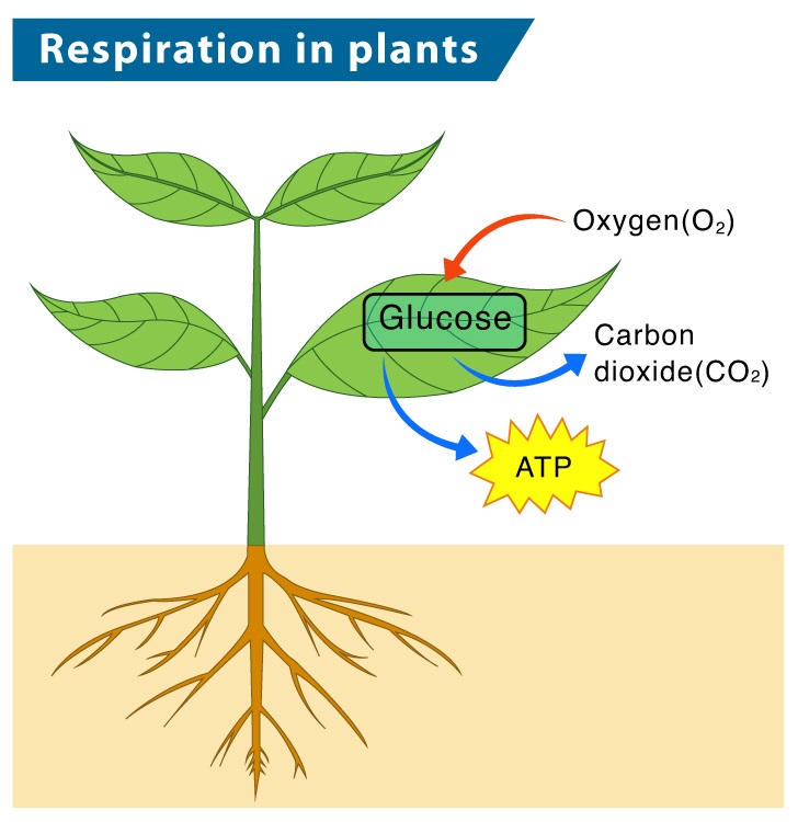 Respiration in Plants
