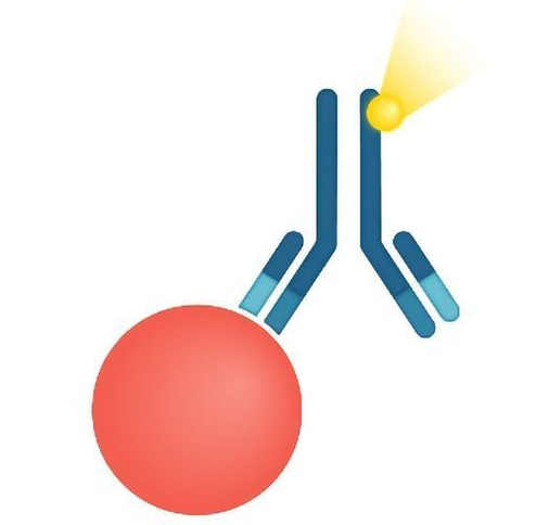 Immunoassays