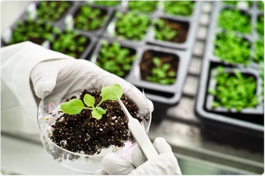Plant Metabolomics