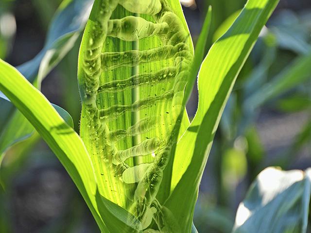 Genetically Engineered Plants