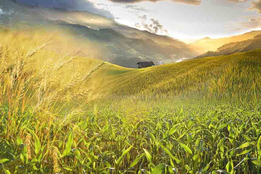 Crop Adaptation to Climate Change