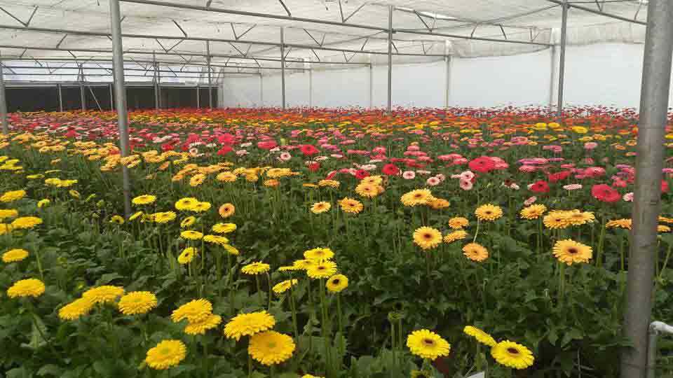 Protected Cultivation of Flowers