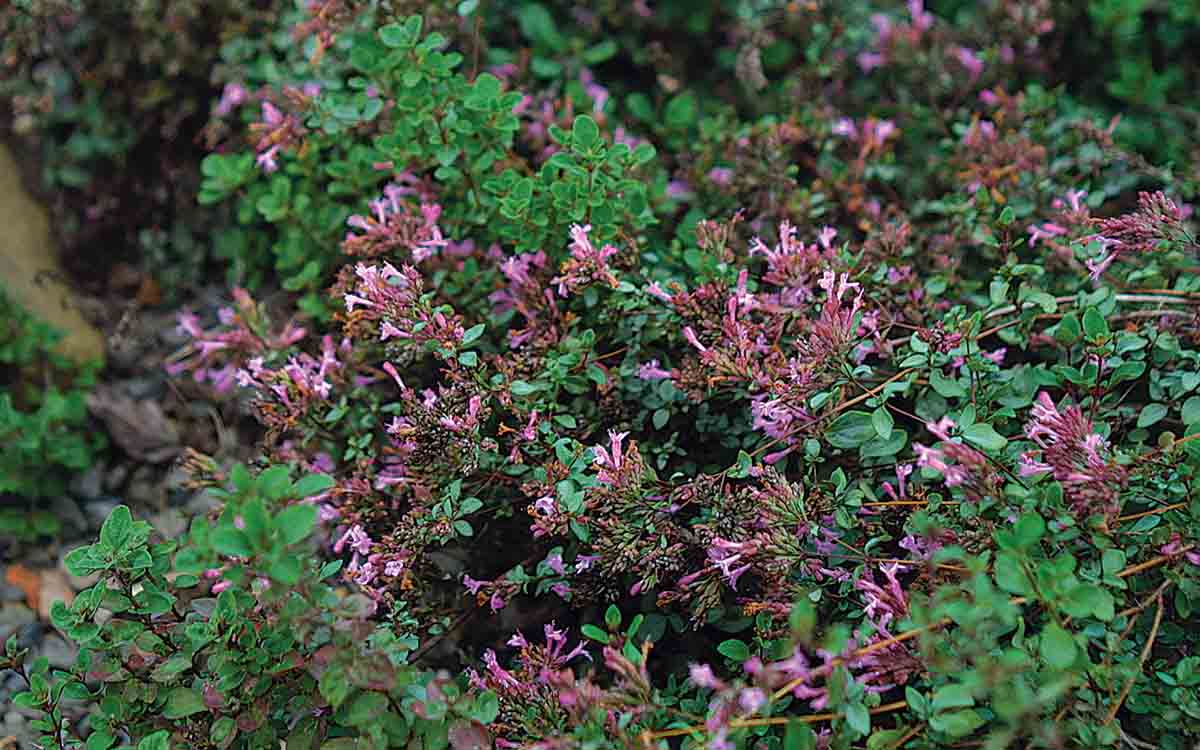 Medicinal Annuals