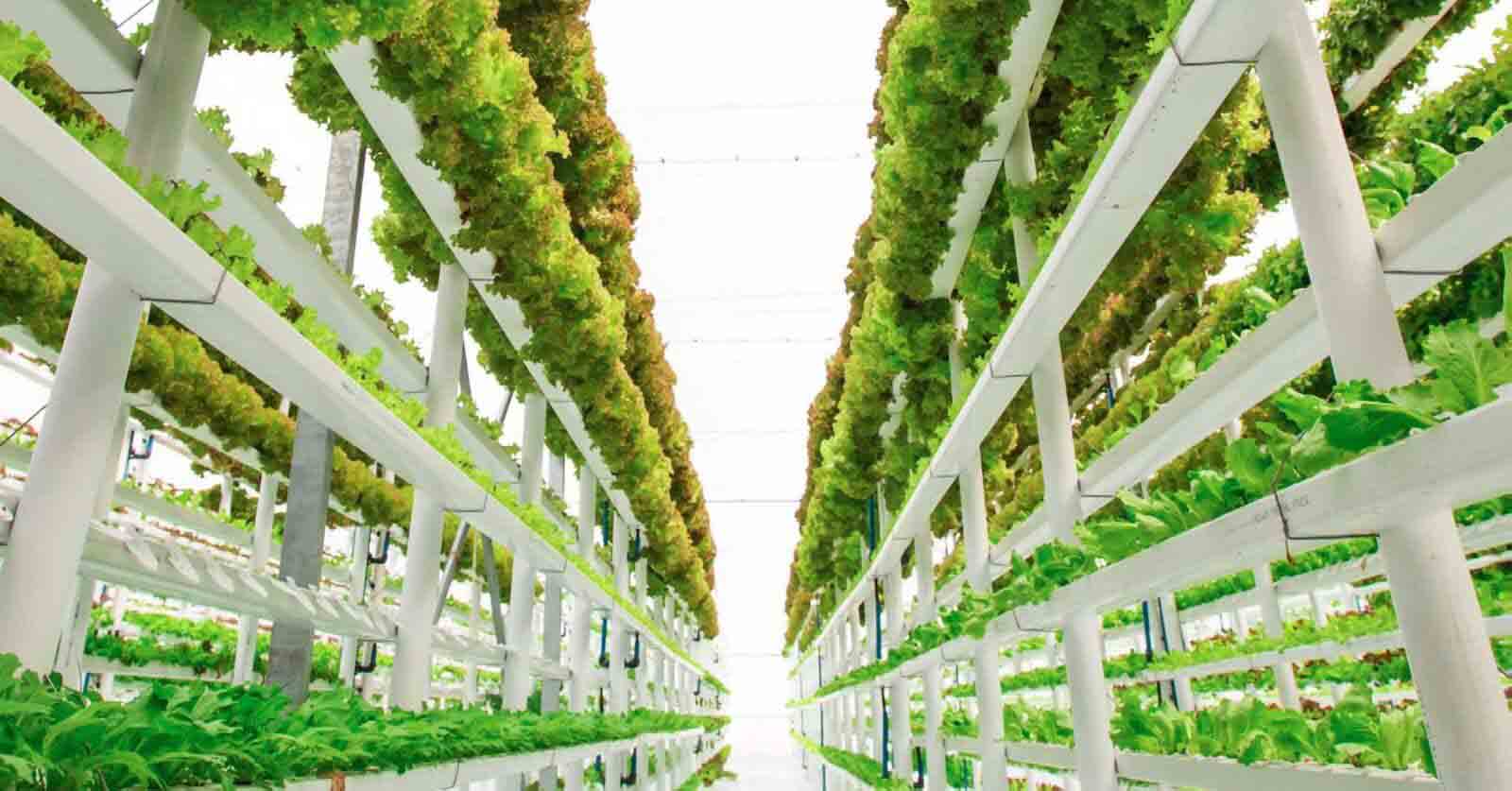Vertical Farming