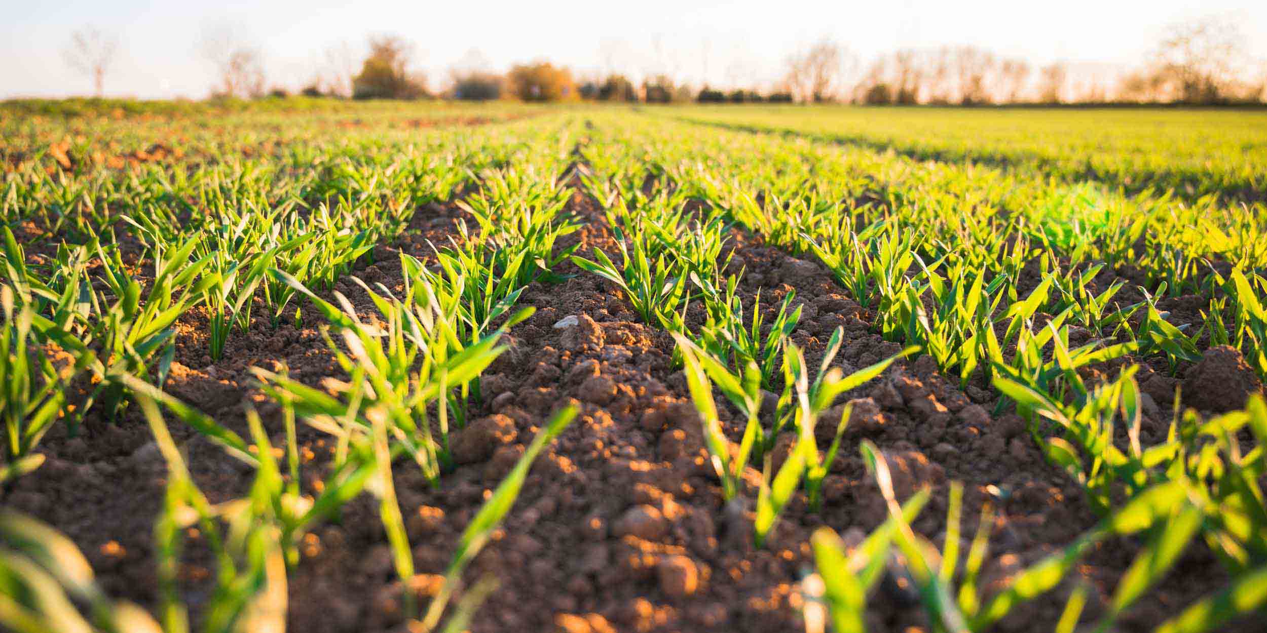 Ecological Relationship Between Soil and Water