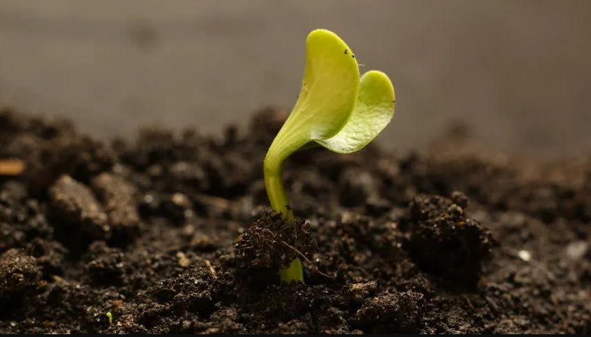 Introduction of Seed