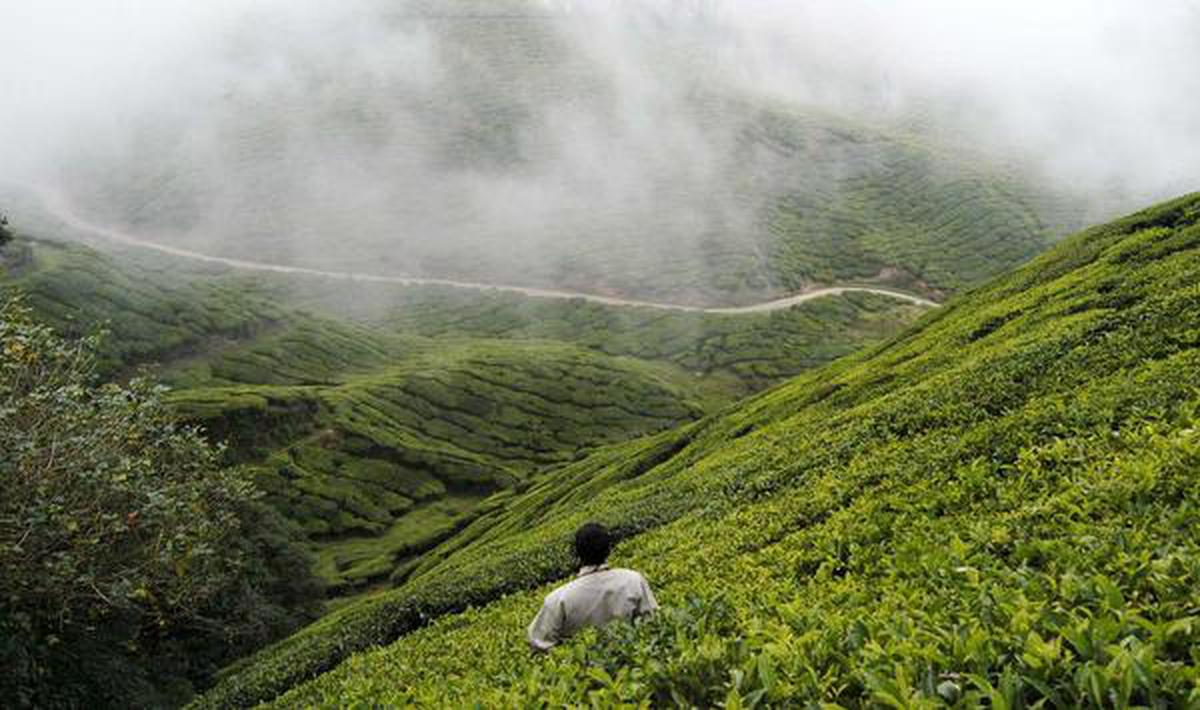 Plantation Crop