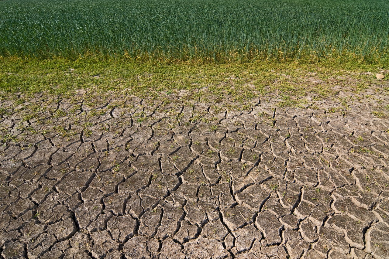 Soil Pollution Effects on Plants and Animals
