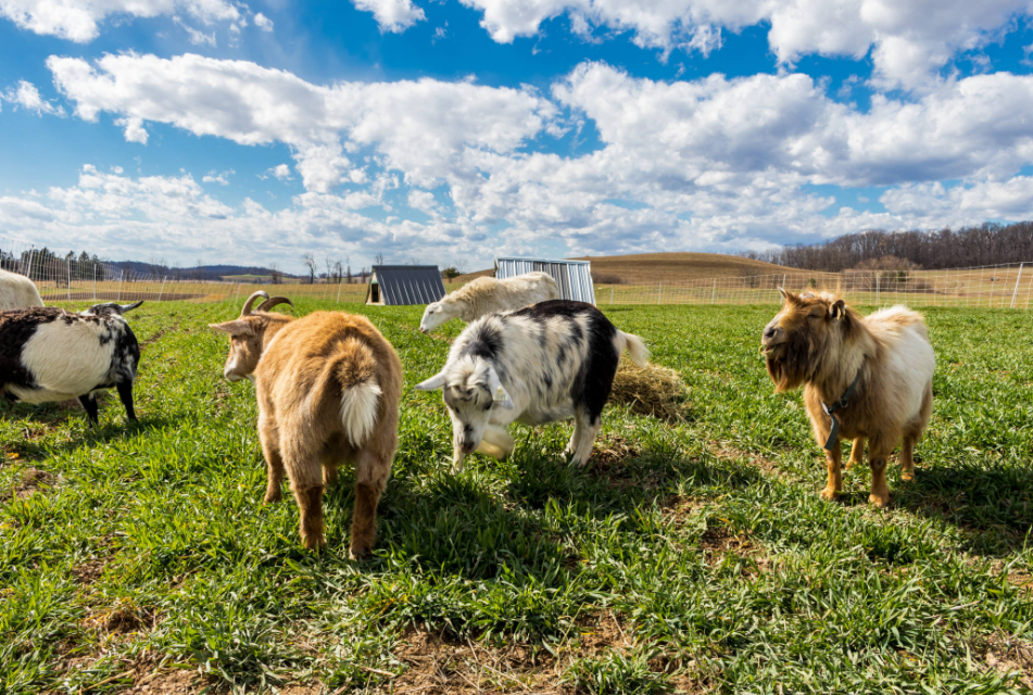 Livestock Management