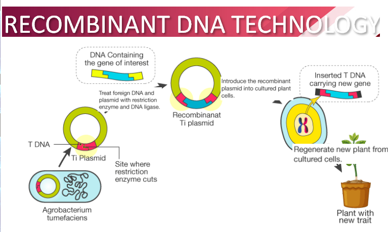 Recombinant DNA Technology