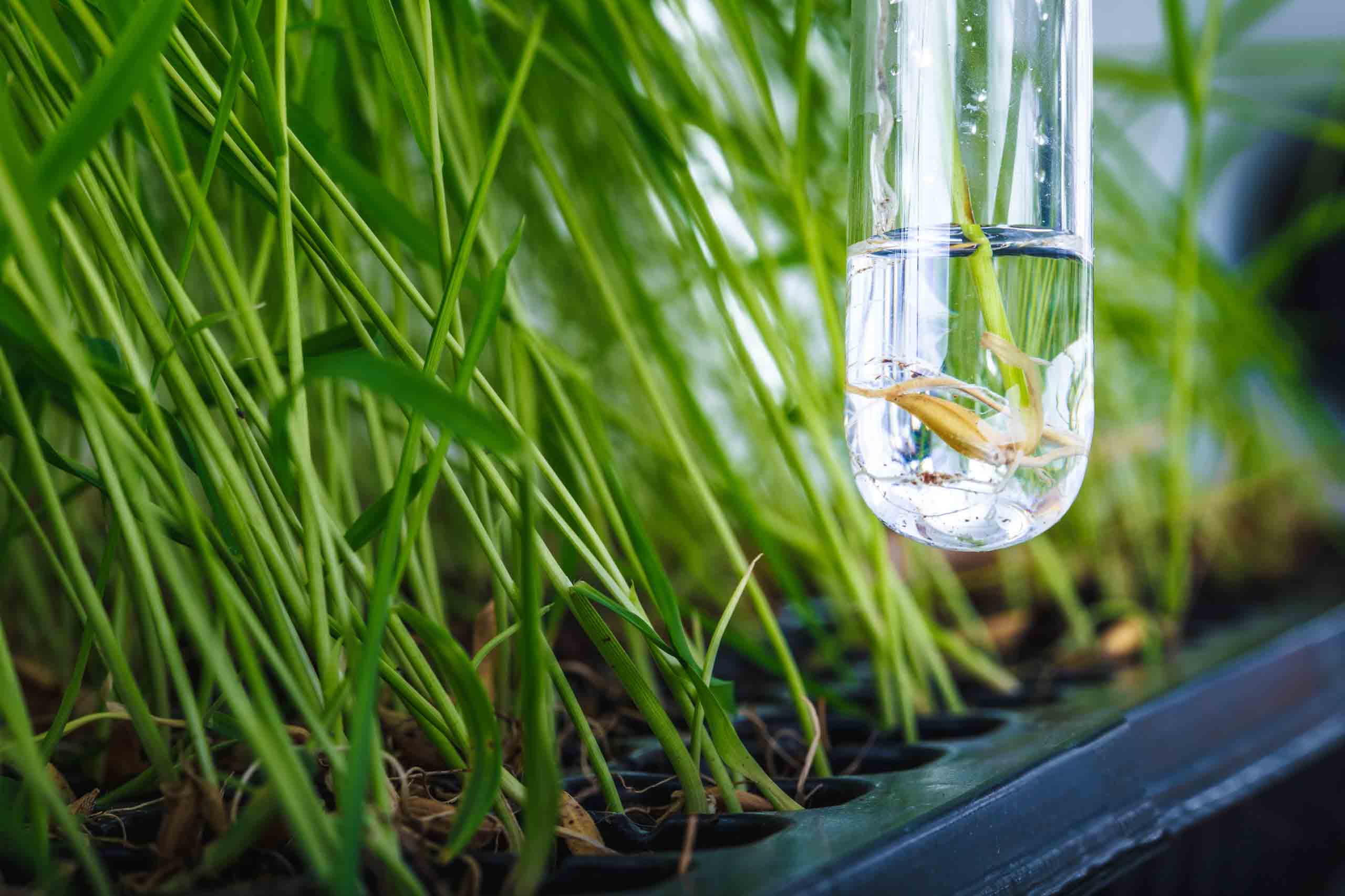 Genome Editing in Agriculture: Technical and Practical Considerations