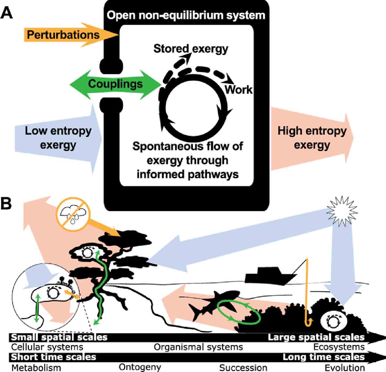 Biological Systems as Open, Non-Equilibrium Systems