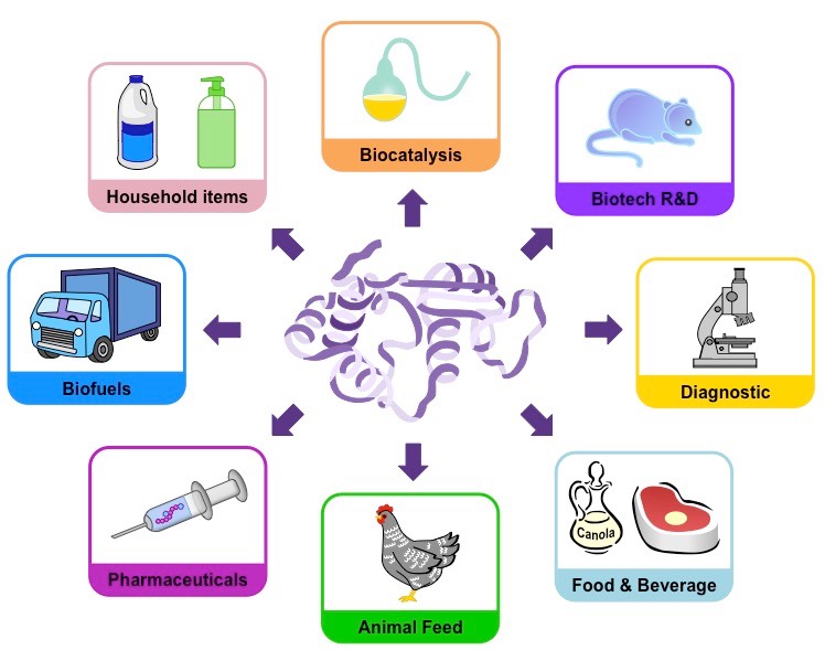 Industrial Application of Enzymes 