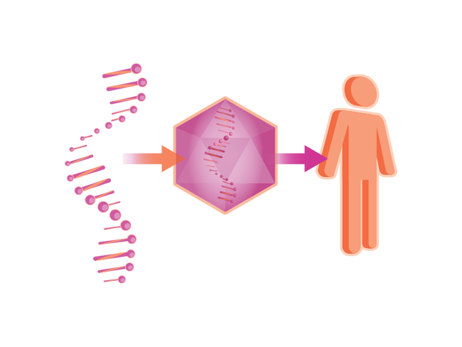 Gene Transfer
