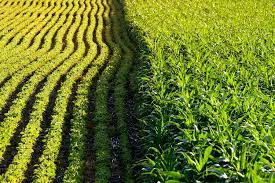 GM Food and Environment