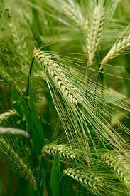 Grain Science and Technology