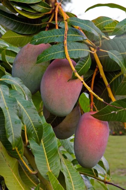 Introduction to Fruit Crop Production