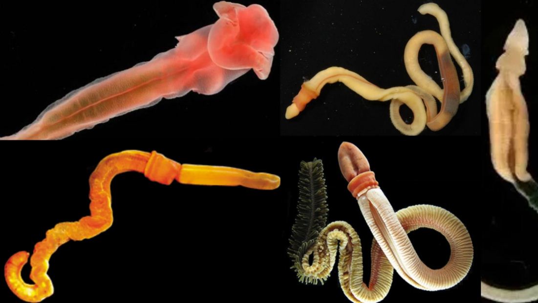 Hemichordata