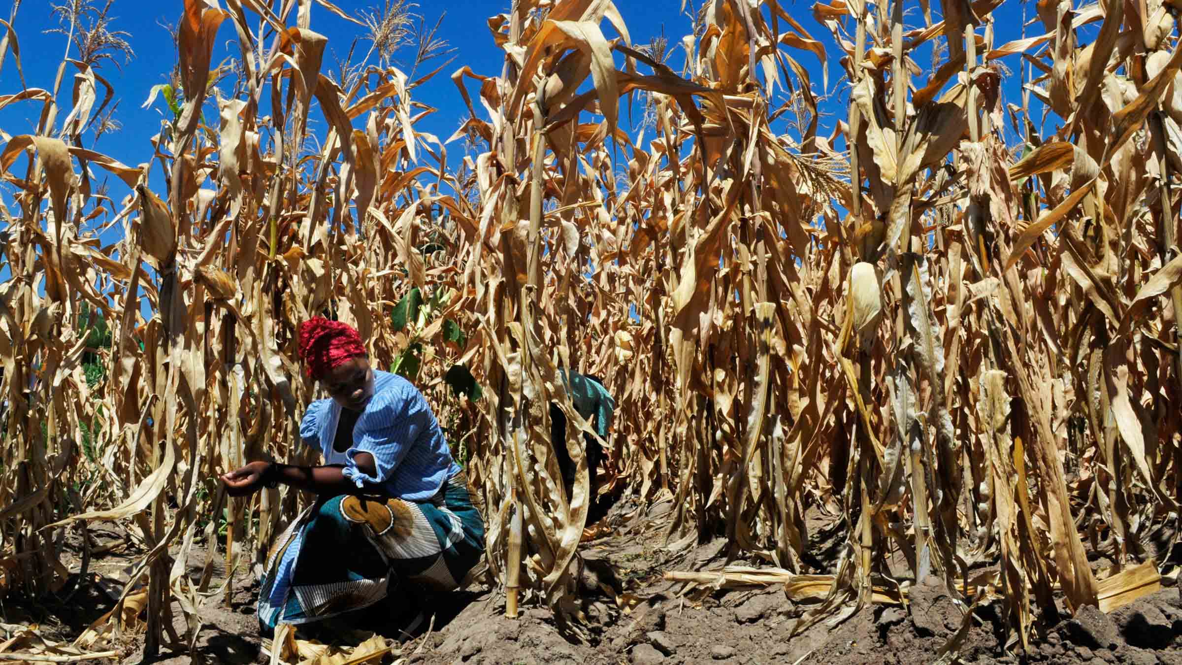 Agrochemicals and Climate Change