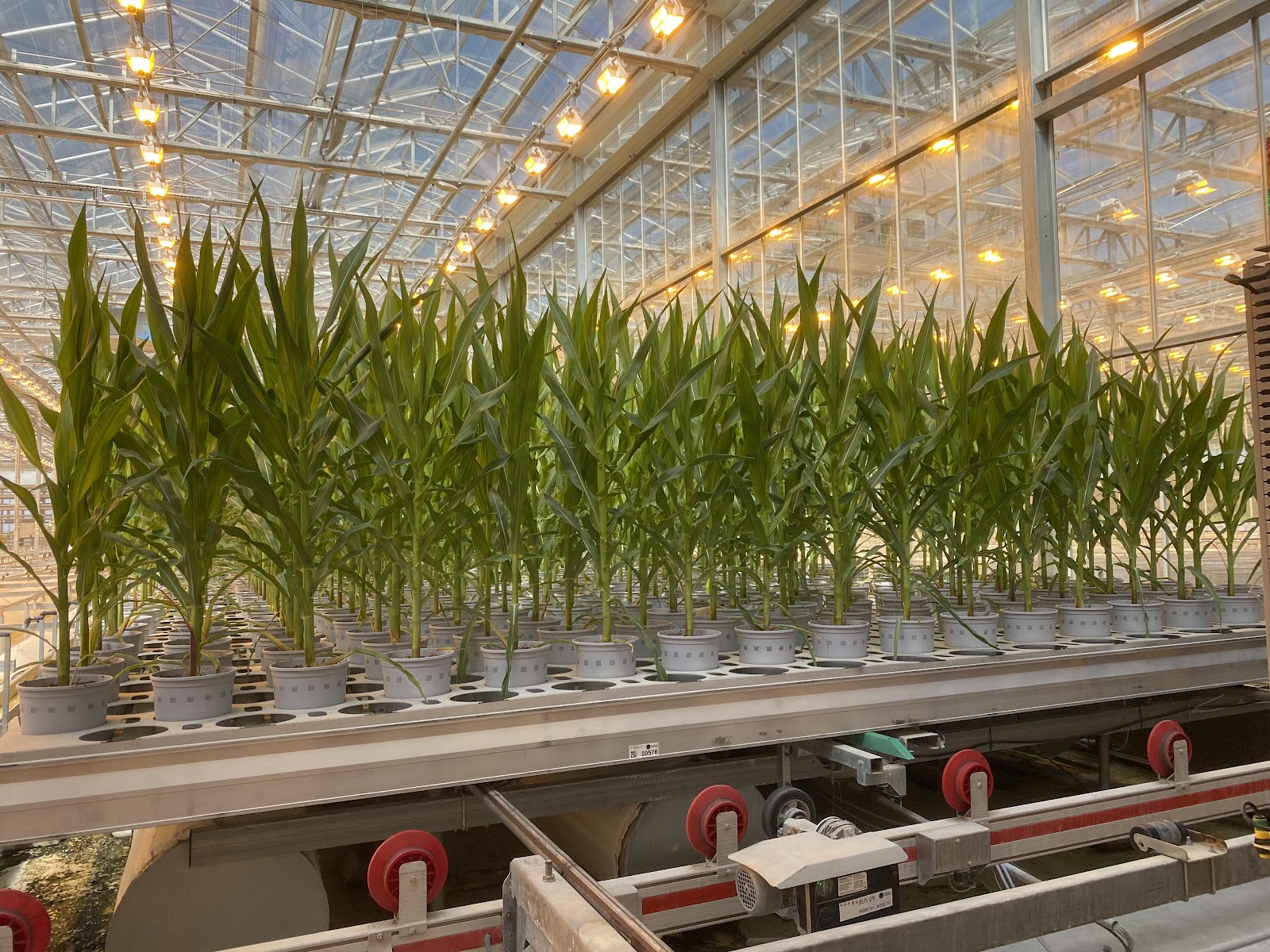 Biodiversity in Plant Breeding