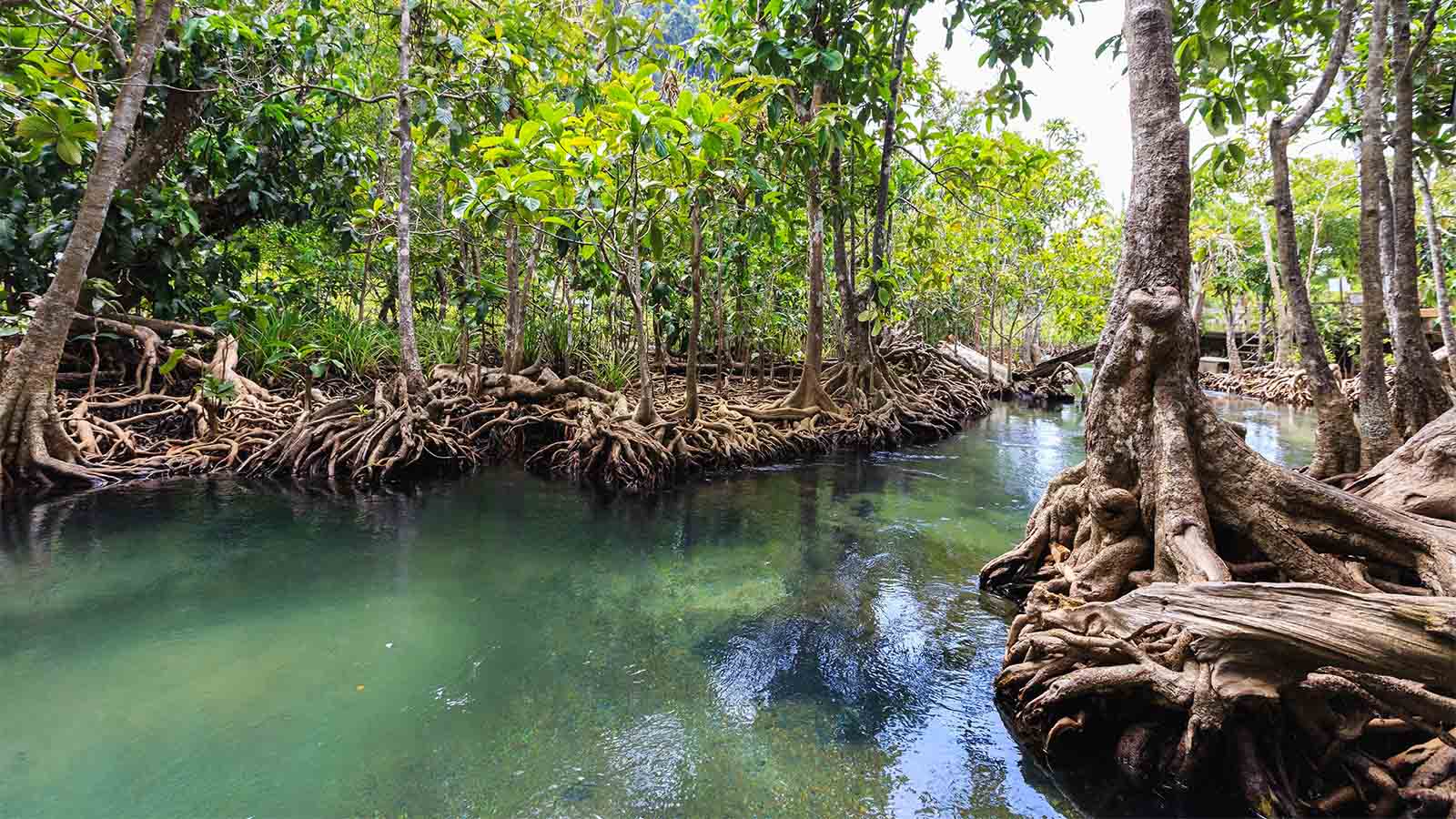 Ecosystem: Characteristics and Components