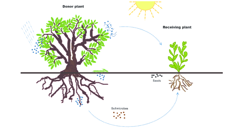 Interactions and Allelopathic Effects