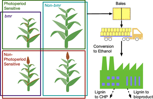 Plant Ideotypes for Drylands