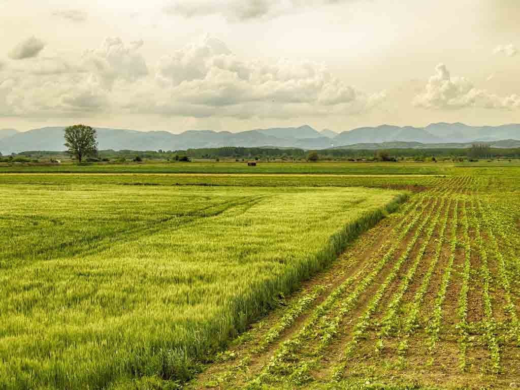 Agriculture Diversification: Problems and Perspectives
