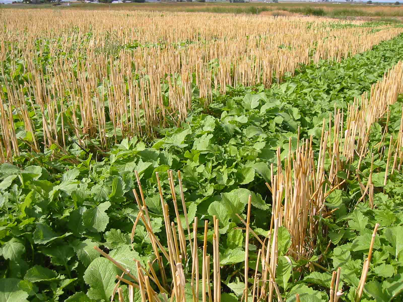 Agricultural Production