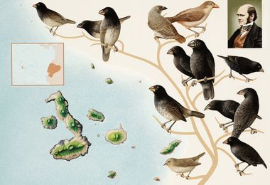 Natural Selection and Speciation