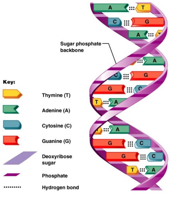 Plant Genetic Material
