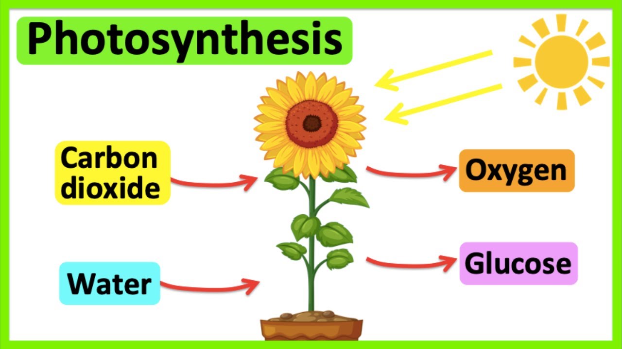 Photosynthesis