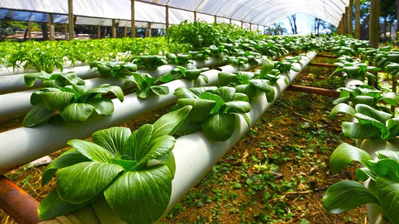 Nanotechnology in Crop Nutrients Studies
