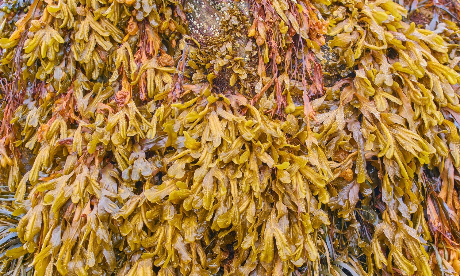Enzymes, Seaweed Flavor and their Effects on Seafood Texture