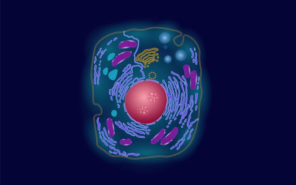 Cell Structure and Morphology