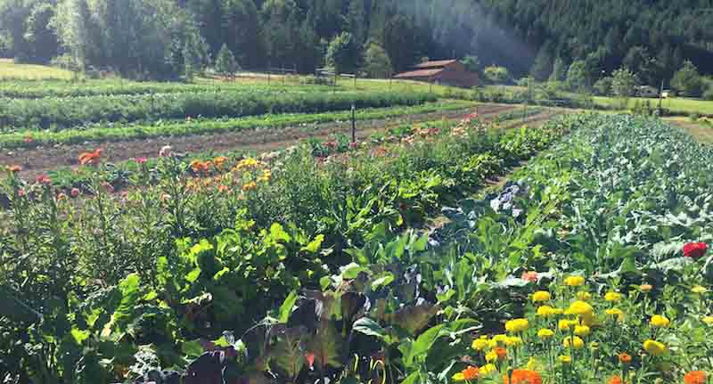 Biodynamic Agriculture