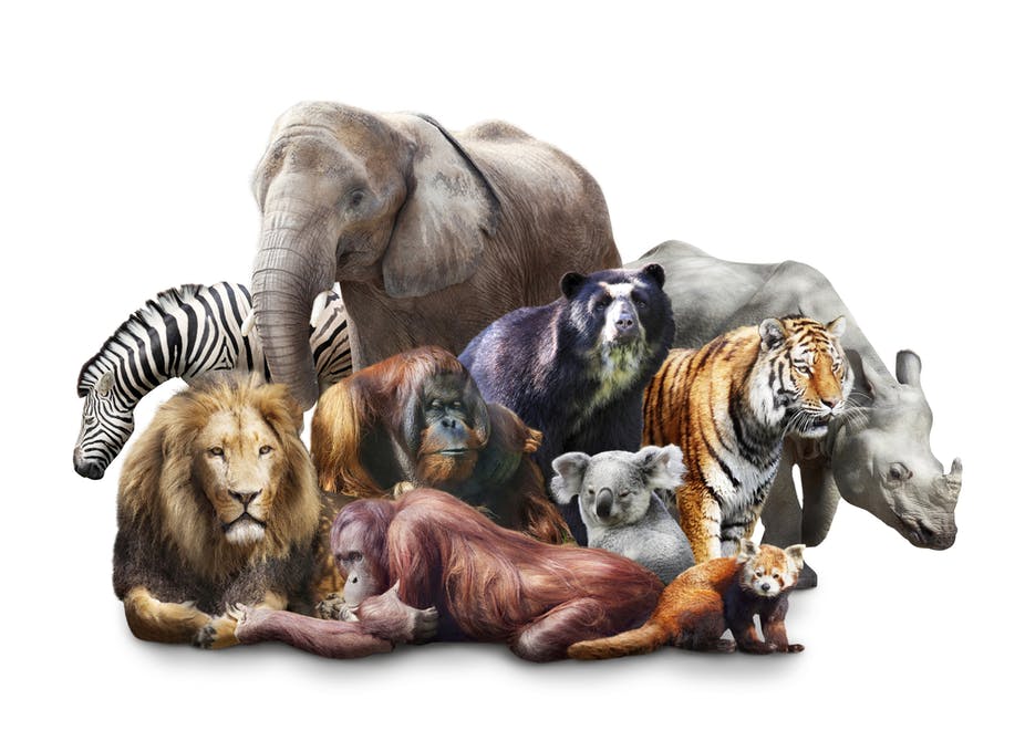 Mammals