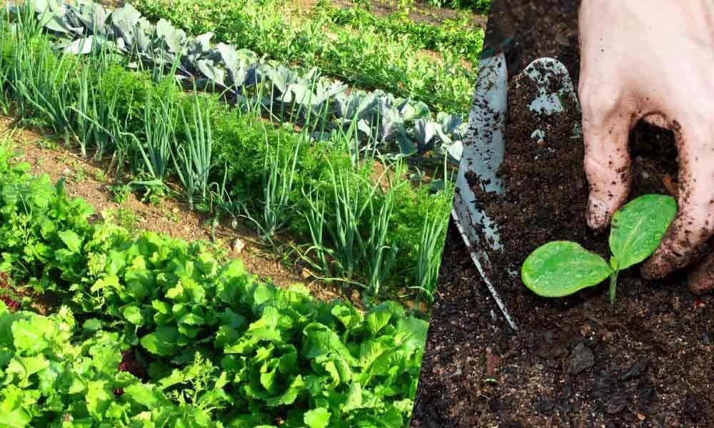 Soil Fertility and Crop Production