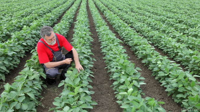Farming of Legumes