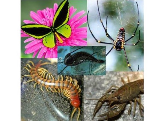 Arthropoda